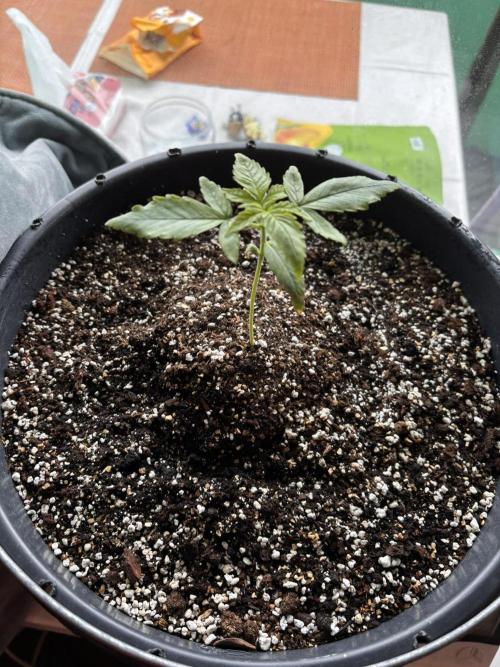 Banana Purple Punch Auto +1. Week 2