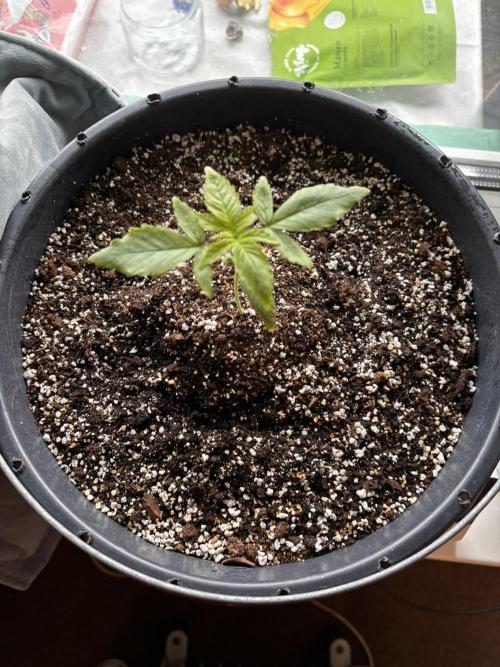 Banana Purple Punch Auto +1. Week 2