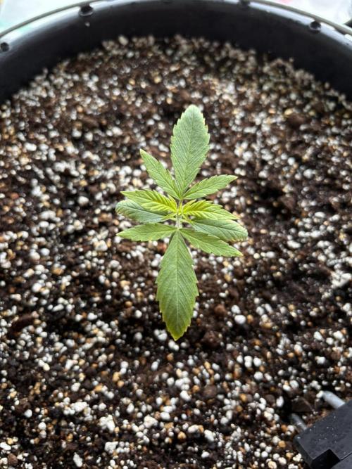 Banana Purple Punch Auto +1. Week 2