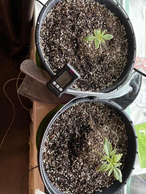 Banana Purple Punch Auto +1. Week 2