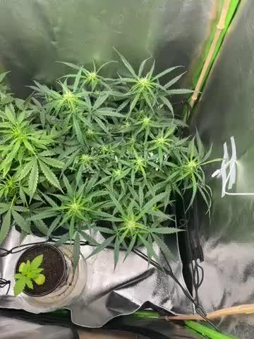 1st grow