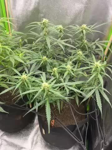 1st grow