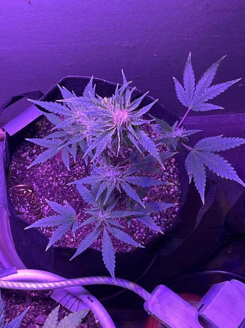 For my Fun. Week 9 - Frostbanger