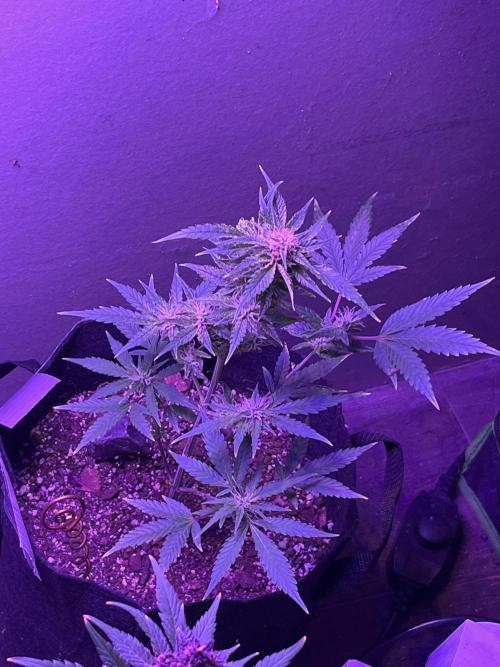 For my Fun. Week 9 - Frostbanger