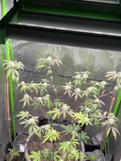 Peteys purple. Week 12 - Purple lemonade 