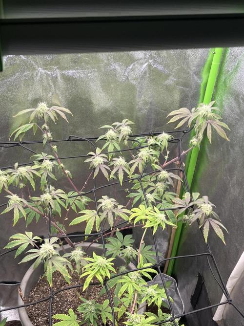 Peteys purple. Week 12 - Purple lemonade 