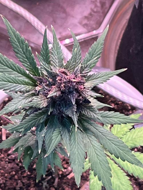 Purple haze dedicated to jimmi. Week 10 - Purple haze