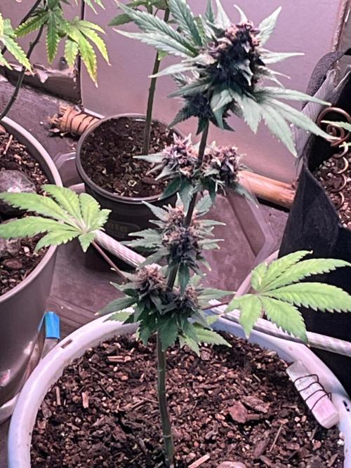 Purple haze dedicated to jimmi. Week 10 - Purple haze