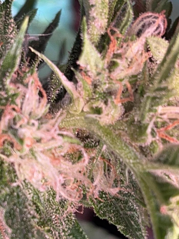 42 fast bud z-up auto kept small. Week 11