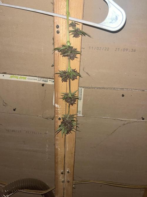 Purple haze dedicated to jimmi. Week 11 - Ph