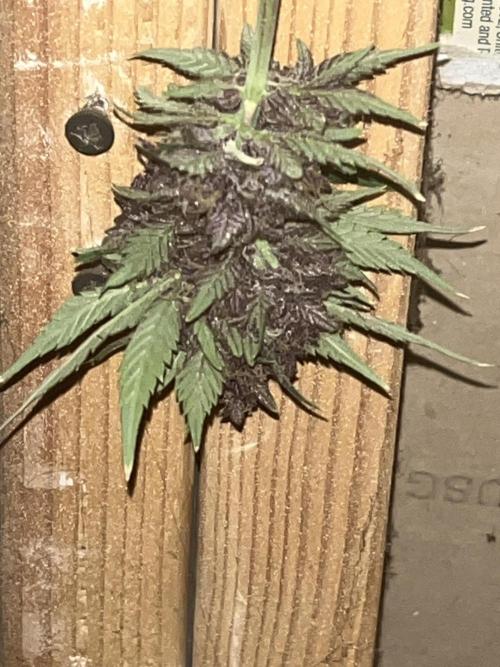 Purple haze dedicated to jimmi. Week 11 - Ph