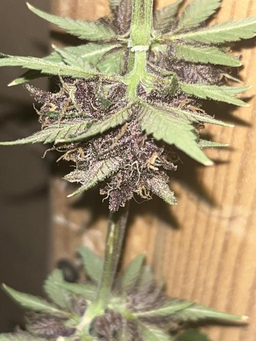 Purple haze dedicated to jimmi. Week 11 - Ph