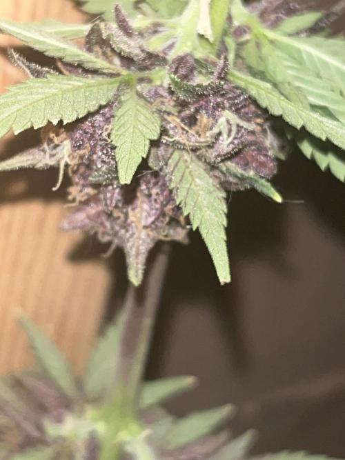Purple haze dedicated to jimmi. Week 11 - Ph