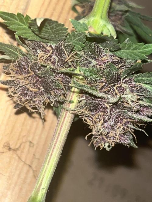 Purple haze dedicated to jimmi. Week 11 - Ph