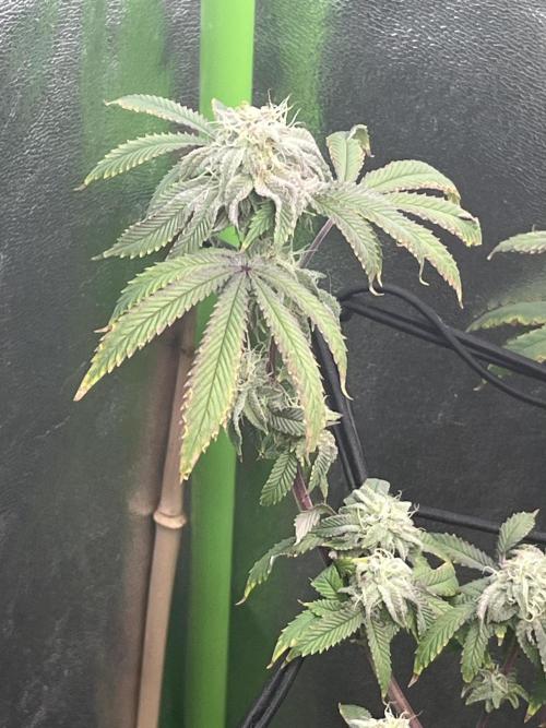 Peteys purple. Week 13 - Purple lemonade 