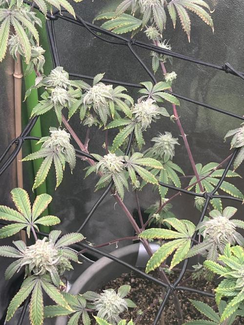 Peteys purple. Week 13 - Purple lemonade 