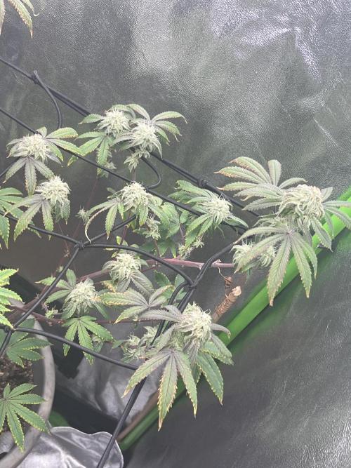 Peteys purple. Week 13 - Purple lemonade 