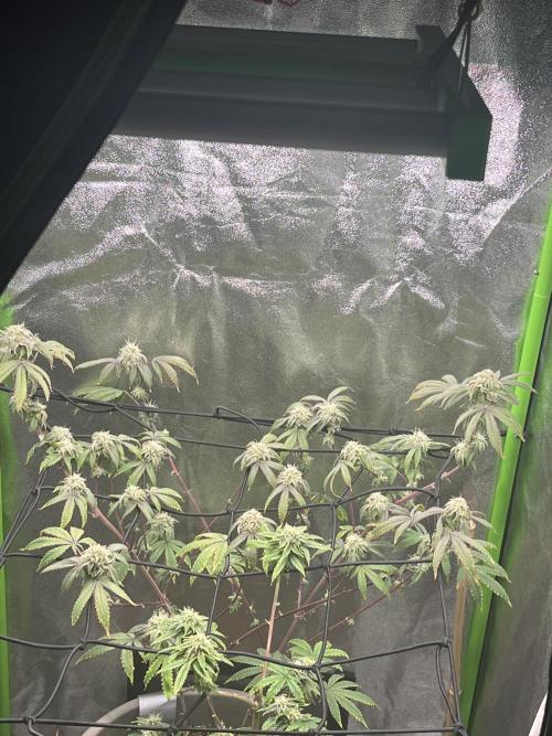 Peteys purple. Week 13 - Purple lemonade