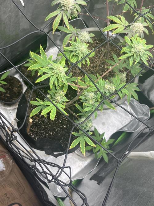 Native sun and Fatbuds bonsai. Week 6 - Sour chem breathe