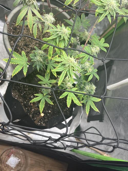 Native sun and Fatbuds bonsai. Week 6