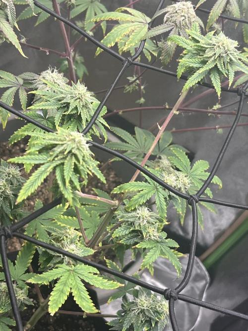 Native sun and Fatbuds bonsai. Week 6