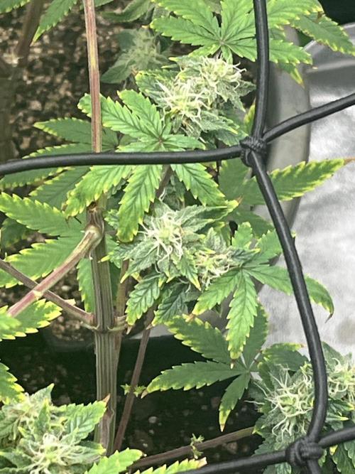 Native sun and Fatbuds bonsai. Week 6