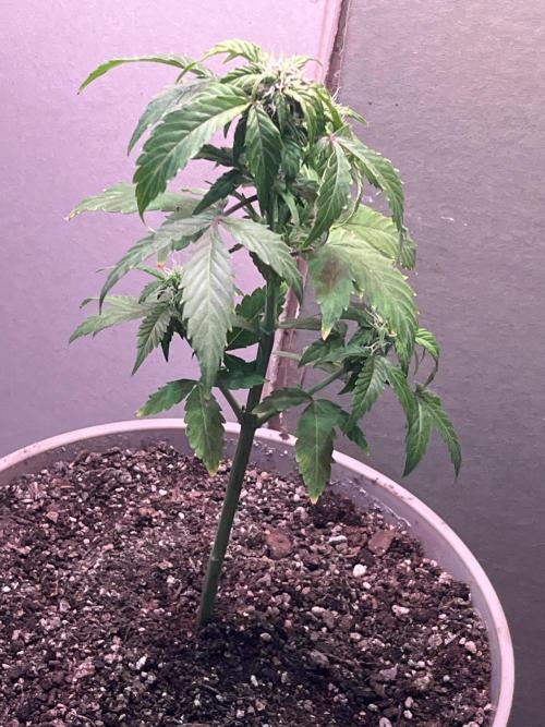 Native sun and Fatbuds bonsai. Week 6 - Blue dream 