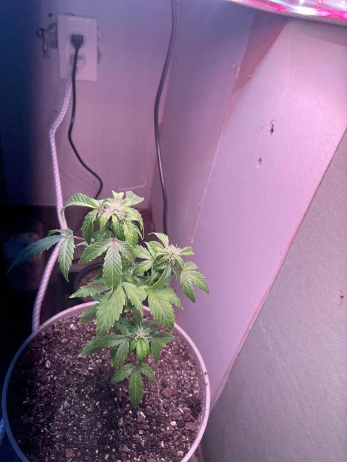Native sun and Fatbuds bonsai. Week 6 - Blue dream