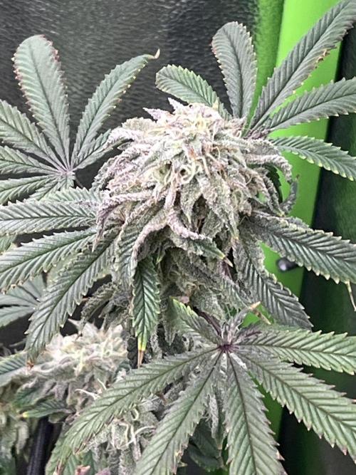 Peteys purple. Week 14 - Purple lemonade