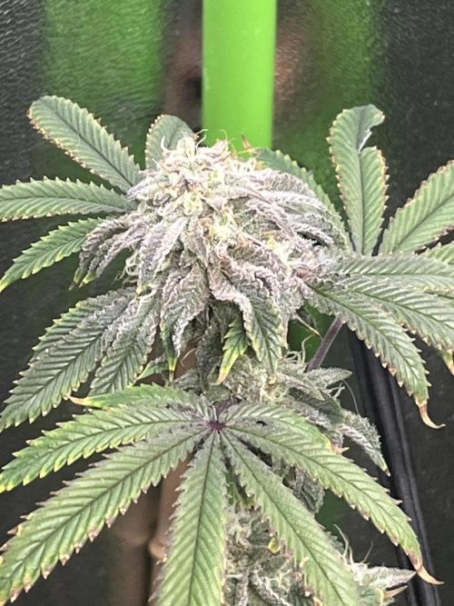 Peteys purple. Week 14 - Purple lemonade 