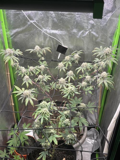 Peteys purple. Week 14 - Purple lemonade 