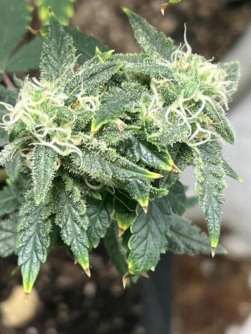 Native sun and Fatbuds bonsai. Week 7 - Sour chem breathe