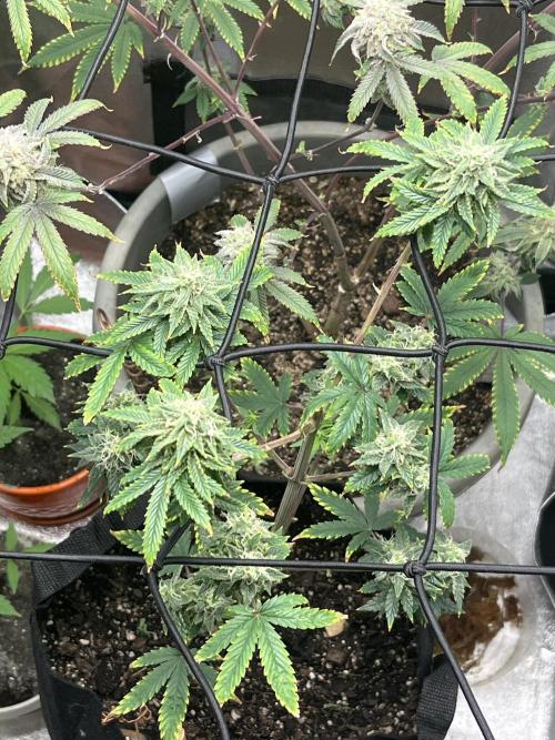 Native sun and Fatbuds bonsai. Week 7 - Sour chem breathe 