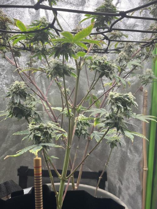 Native sun and Fatbuds bonsai. Week 7 - Sour Chem breathe