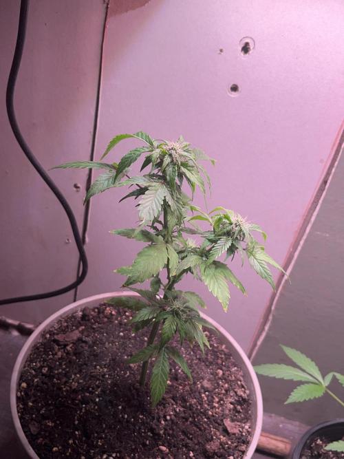 Native sun and Fatbuds bonsai. Week 7 - Blue dream 