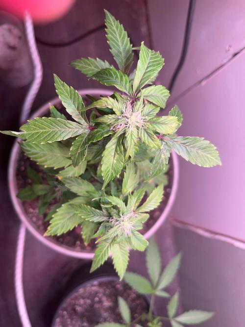 Native sun and Fatbuds bonsai. Week 7 - Blue dream 