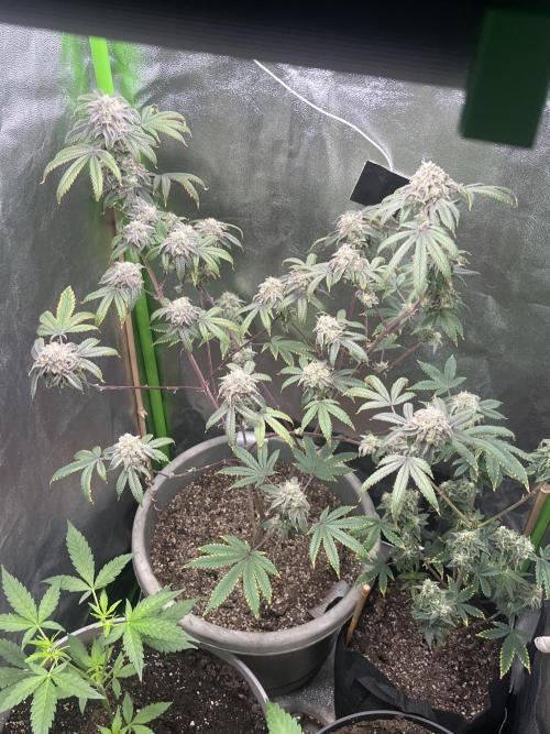 Peteys purple. Week 15 - Purple lemonade 