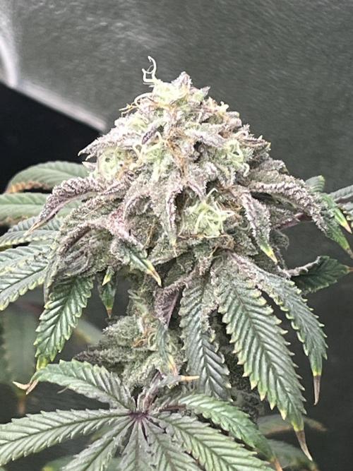 Peteys purple. Week 15 - Purple lemonade 