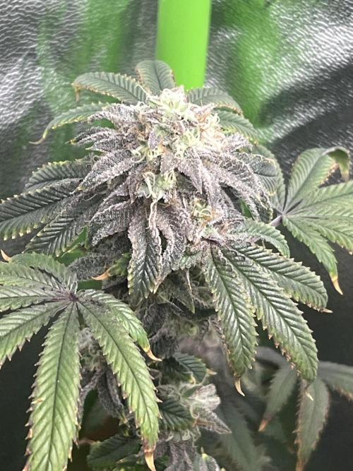 Peteys purple. Week 15 - Purple lemonade 