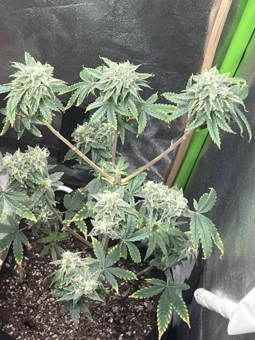 Native sun and Fatbuds bonsai. Week 8 - Scb