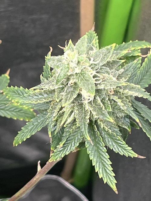 Native sun and Fatbuds bonsai. Week 8 - Scb