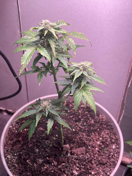 Native sun and Fatbuds bonsai. Week 8 - Blue dream 