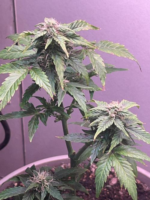 Native sun and Fatbuds bonsai. Week 8 - Blue dream 