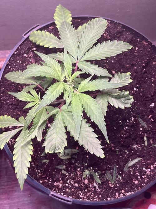 Seedtiva and bag seeds. Week 1 - Afghan 