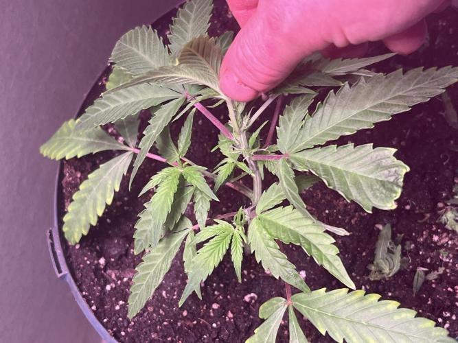 Seedtiva and bag seeds. Week 1 - Afghan