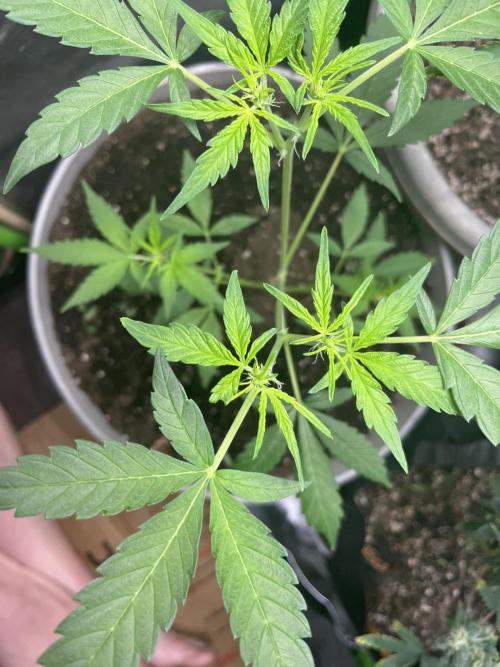 Seedtiva and bag seeds. Week 1 - Unkown on 12/12 