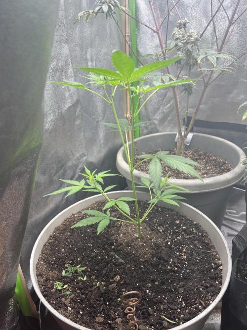 Seedtiva and bag seeds. Week 1 - Unknown 12/12