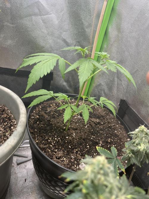 Seedtiva and bag seeds. Week 1 - Unknown 12/12