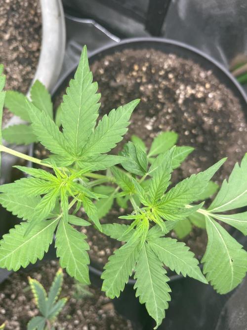 Seedtiva and bag seeds. Week 1 - Unknown 12/12