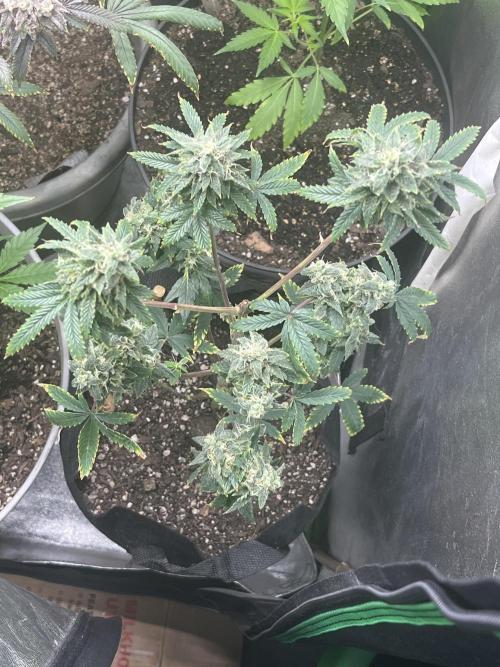 Native sun and Fatbuds bonsai. Week 9 - SCB